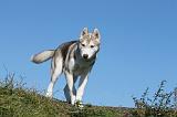SIBERIAN HUSKY 908